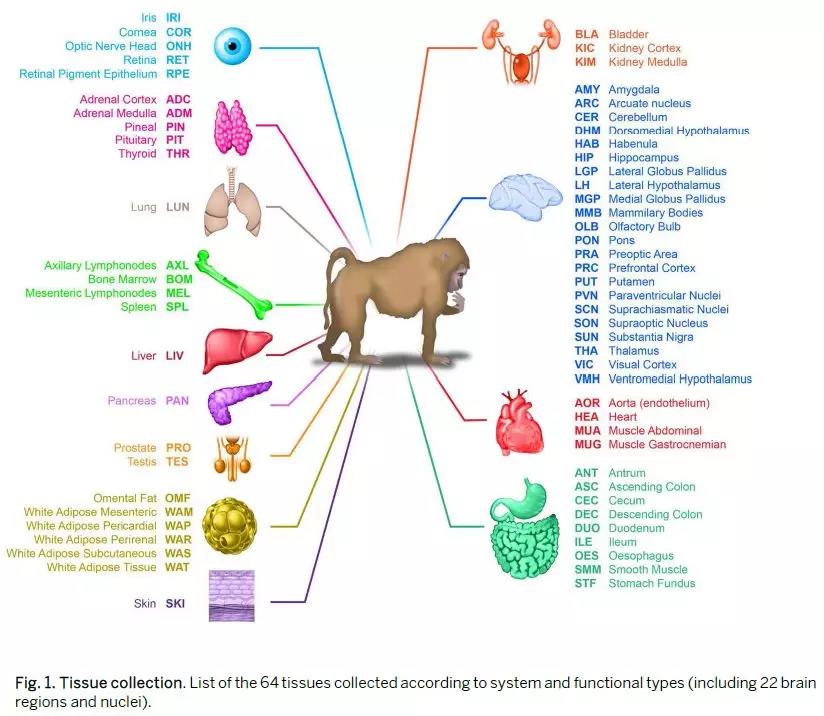 Science：基因也有“生物钟”，至少影响150种疾病 中国科学网www.minimouse.com.cn